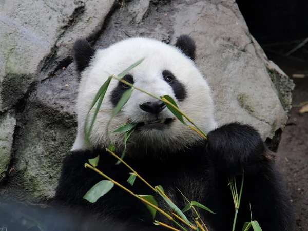 Giant panda gripping and eating a bamboo stem with its forepaw