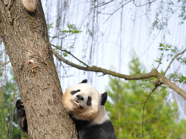Giant panda climbing a tree with powerful forelimbs and curved claws