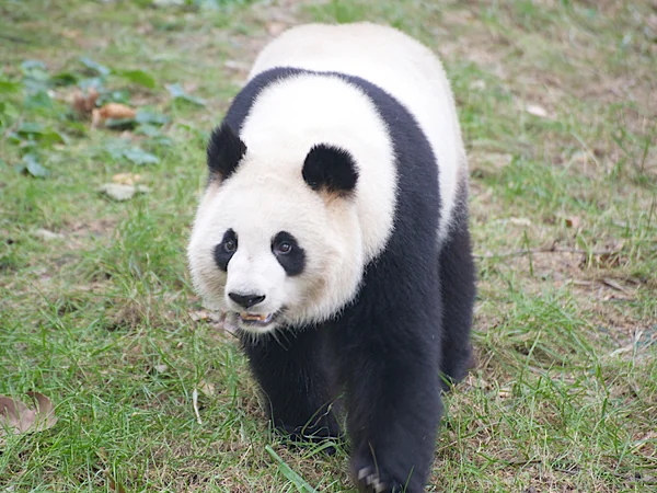 Close view of a giant panda showing its rounded ears and black eye patches