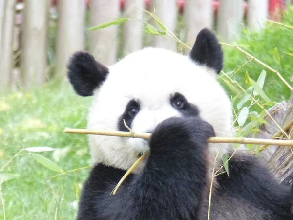 Dense bamboo forest representing giant panda habitat in Sichuan