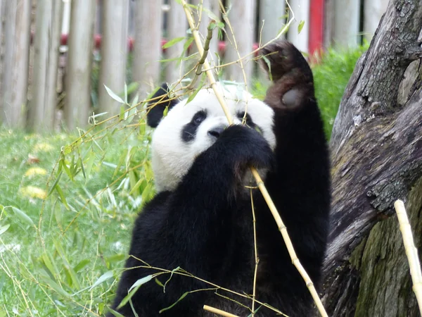 Mother giant panda caring for her cub in a protected enclosure