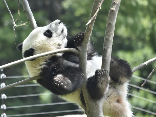 Mountain forest landscape within China giant panda conservation region