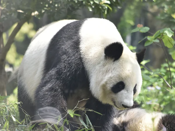 Giant panda forepaw used to hold bamboo while feeding