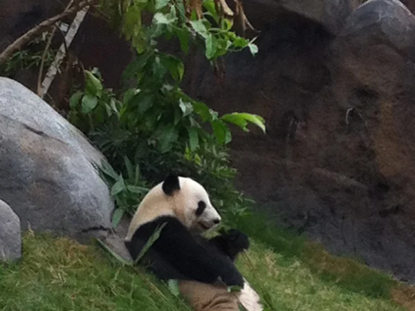 Giant panda resting after a long feeding period