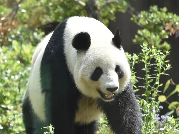 Giant panda outdoors in a cool-weather enclosure