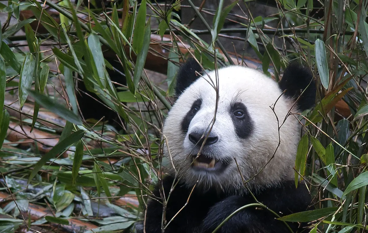 Juvenile giant panda at the Chengdu Research Base