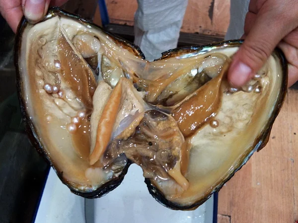 Opened freshwater mollusc showing rows of cultured pearls