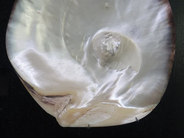 Black-lipped pearl oyster shell with a natural pearl