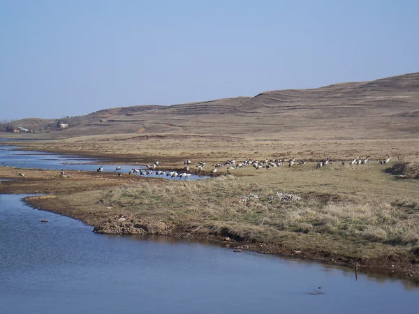 Black-necked cranes standing in open wetland habitat