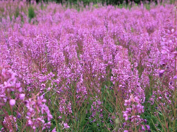Rows of lavender illustrating the long field compositions used in Ili flower photography