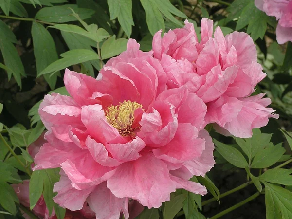 Peony flowers in bloom in Luoyang, Henan