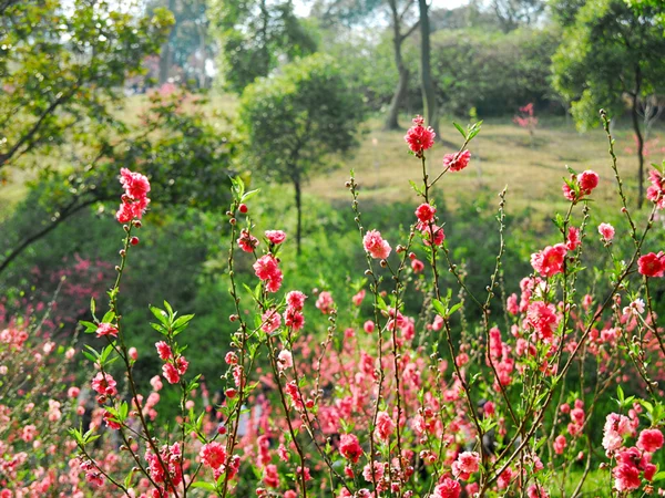 Spring peach blossoms used to illustrate blossom-and-landscape composition; Nyingchi flowering dates require a current check