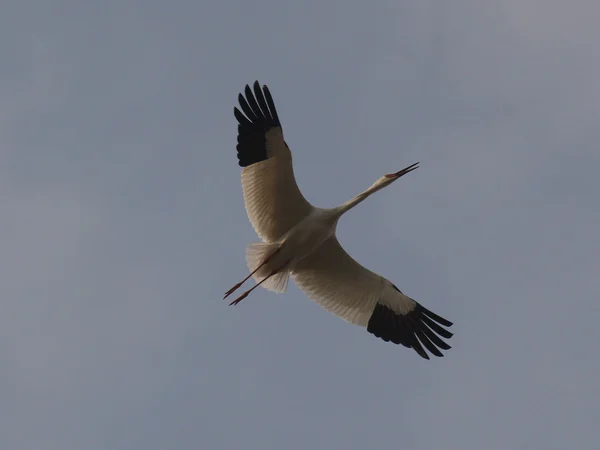 A Siberian crane feeding in open wetland, the key winter species photographed around Poyang Lake