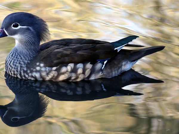 Mandarin duck swimming in wooded freshwater habitat