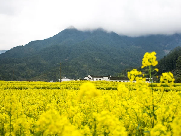 Yellow rapeseed fields around white-walled villages in Wuyuan