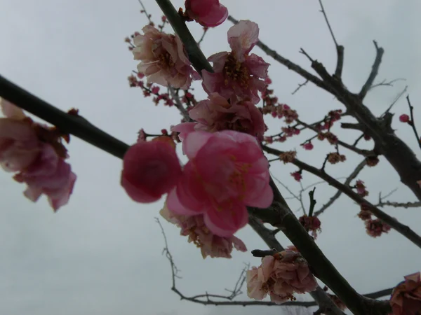 Apricot blossom detail illustrating the short seasonal window photographed in Xinjiang