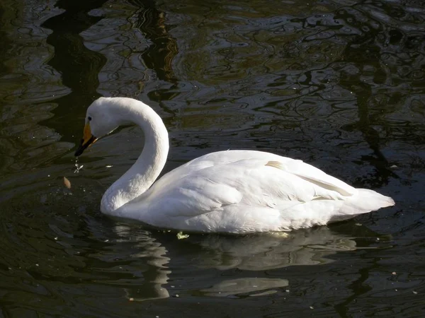 Whooper swans resting on winter water, the species photographed at Rongcheng in Shandong