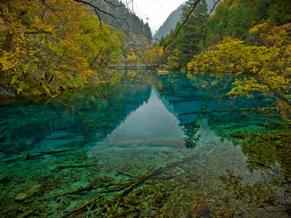 Clear turquoise water and forest at Five Flower Lake in Jiuzhaigou Clear turquoise water and forest at Five Flower Lake in Jiuzhaigou
