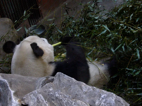 Giant panda in the Panda House at Beijing Zoo