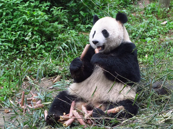 Giant panda photographed at Bifengxia Base near Yaan Giant panda photographed at Bifengxia Base near Yaan