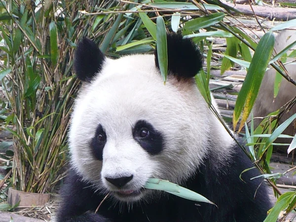 Giant panda at the Chengdu Research Base of Giant Panda Breeding Giant panda at the Chengdu Research Base of Giant Panda Breeding