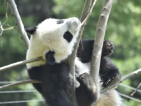 Giant panda in a landscaped safari-park enclosure Giant panda in a landscaped safari-park enclosure