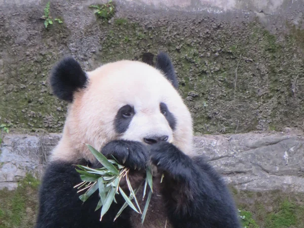 Giant panda feeding at Chongqing Zoo Giant panda feeding at Chongqing Zoo