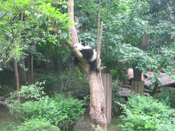 Bamboo-covered mountain habitat in Sichuan panda country Bamboo-covered mountain habitat in Sichuan panda country