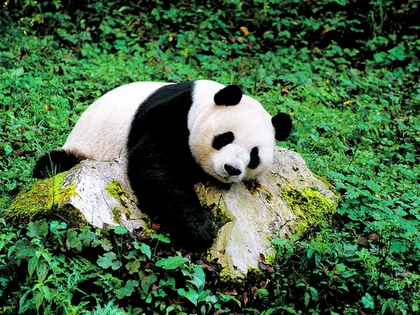 Giant panda representing the mountain-base experience in Wolong Giant panda representing the mountain-base experience in Wolong