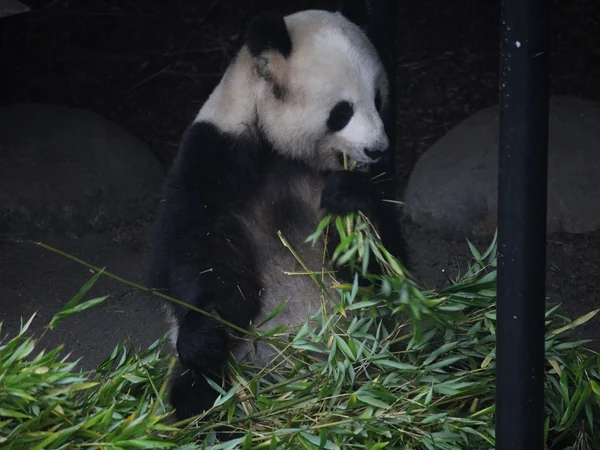 Outdoor giant panda enclosure at Chengdu Panda Base