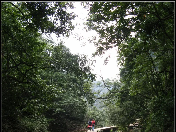 Forested path on Mount Qingcheng near Dujiangyan