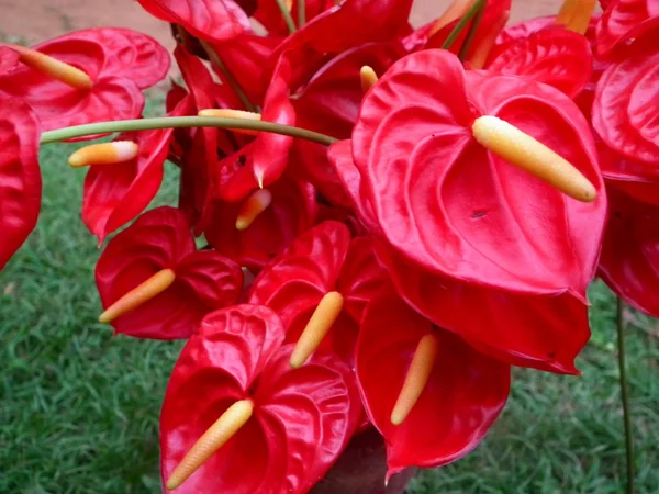 Red anthurium flowers with glossy green leaves