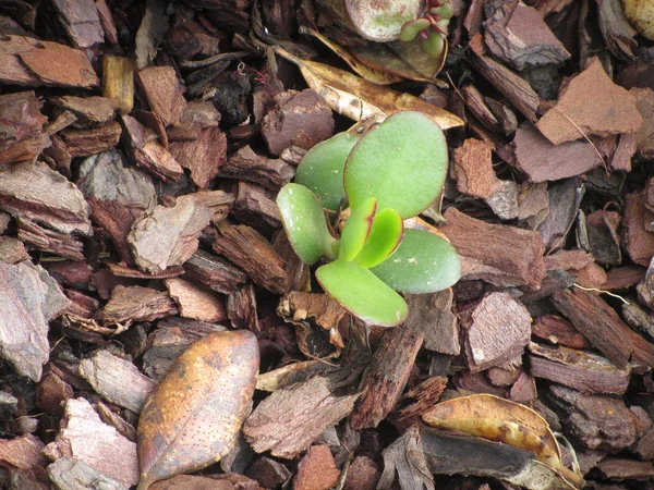 A healthy jade plant with rounded green leaves