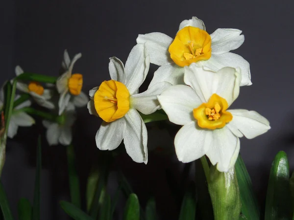 White and yellow narcissus flowers in bloom
