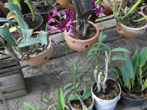 Several potted orchids flowering in an outdoor display