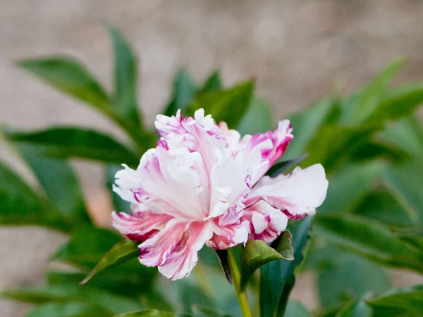 A large peony flower in bloom
