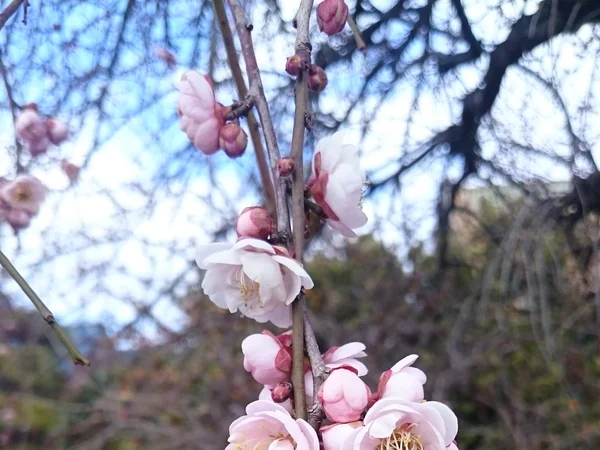 Plum blossoms opening on branches in late winter