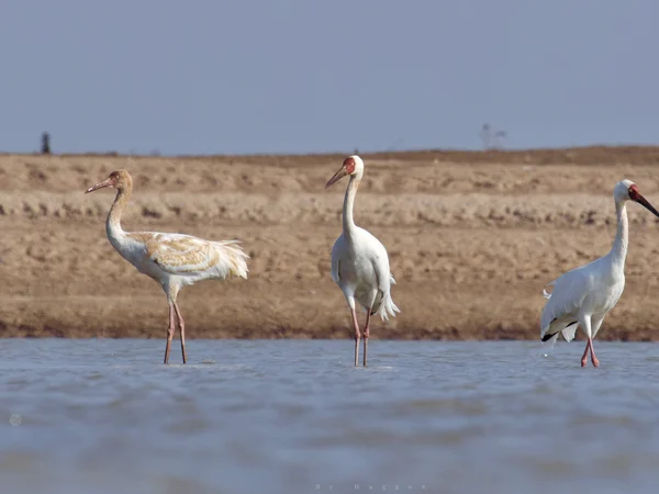 Siberian cranes feeding in shallow winter wetland at Poyang Lake Siberian cranes feeding in shallow winter wetland at Poyang Lake