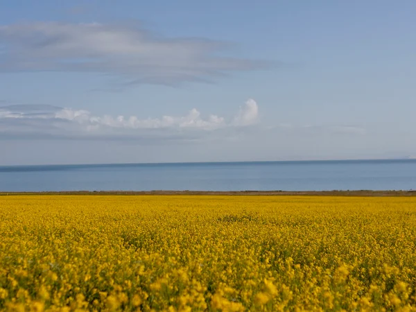Qinghai Lake landscape seen near the railway corridor Qinghai Lake landscape seen near the railway corridor