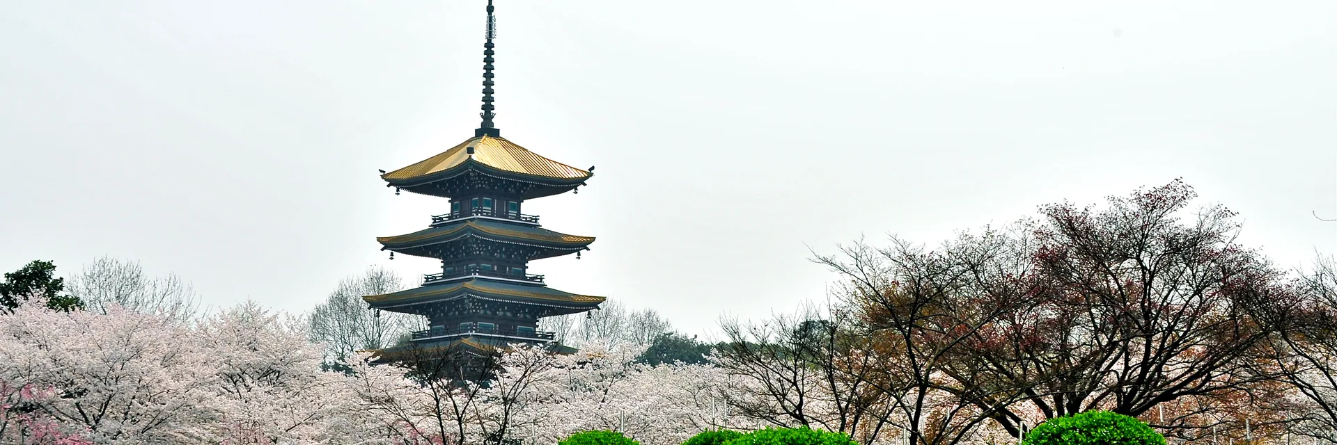 China Spring Tours Spring cherry blossoms in Wuhan — China Spring Tours