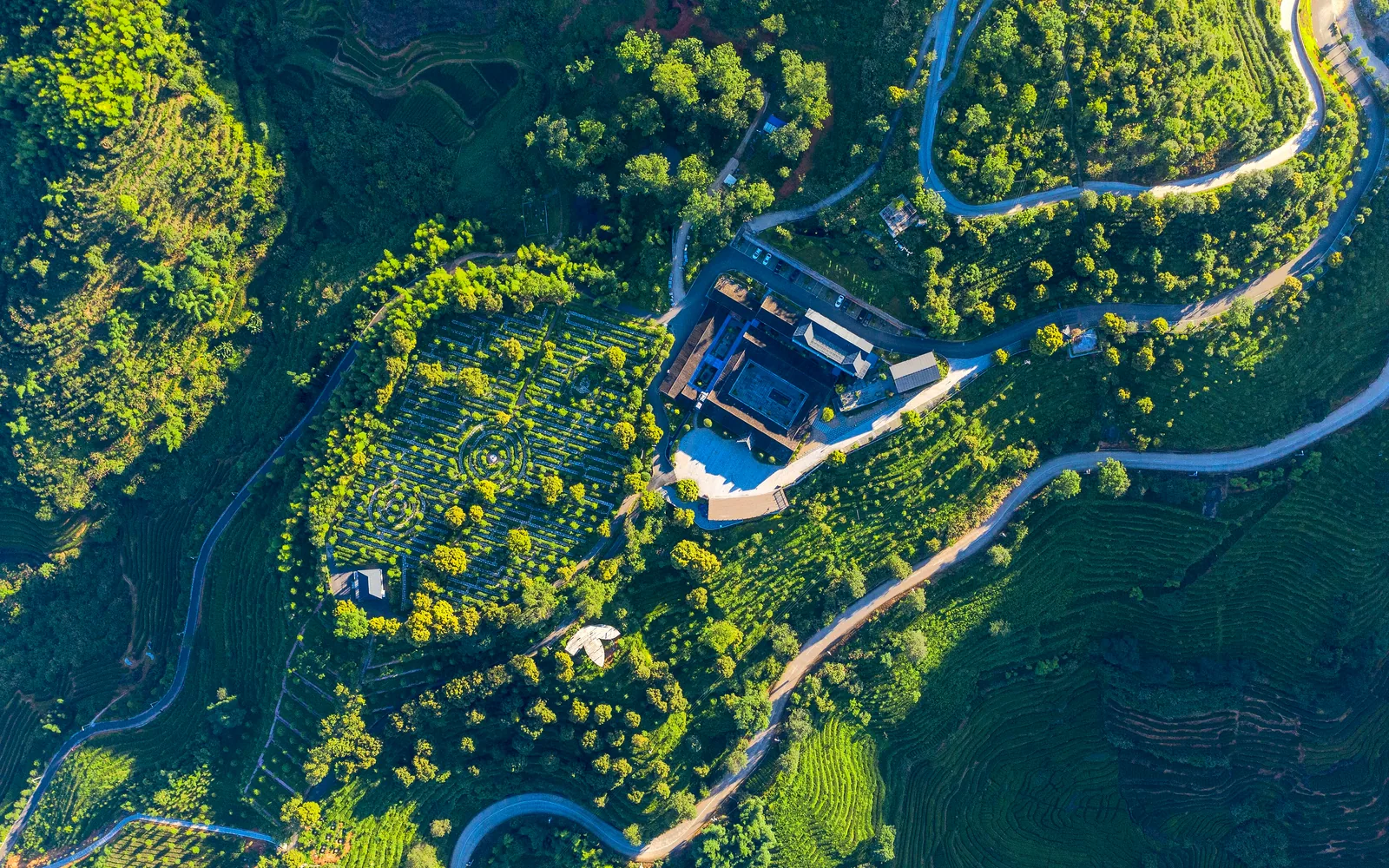Anxi tea plantation in Fujian — Day 4 of 10 Days Fujian Highlights Tour