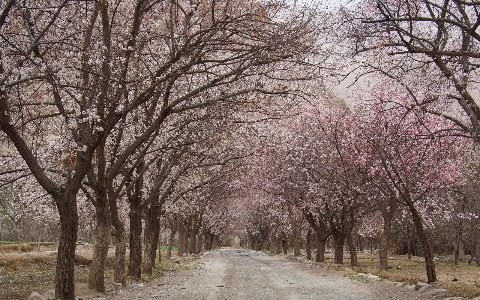 Apricot forest near Turgen — Day 3 of 6 Days Apricot Flower Photography Tour from Urumqi