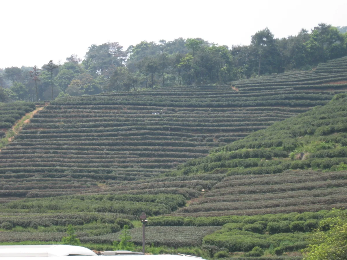 Tea plantation in Yunnan — Yunnan Tours