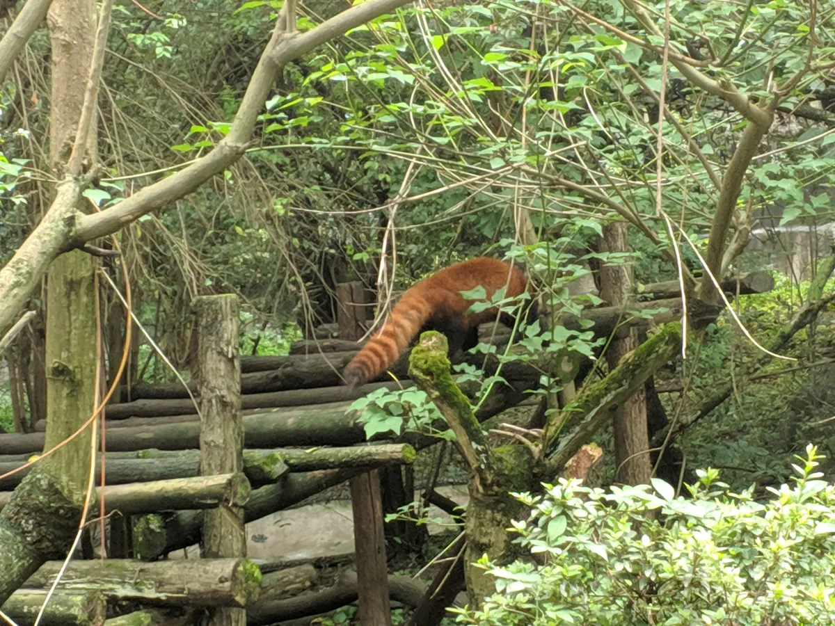 Giant panda in Chengdu — China Tours