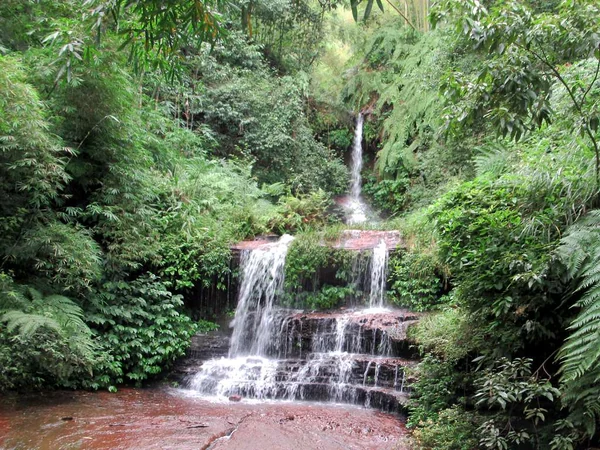 Green bamboo valley representing the Anzihe conservation landscape