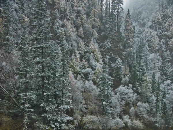 Forest stream representing the cool mountain habitat around Laba River
