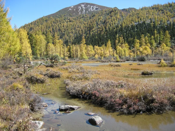 Alpine larch forest landscape representing Sichuan panda country