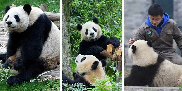 Chengdu travel experience