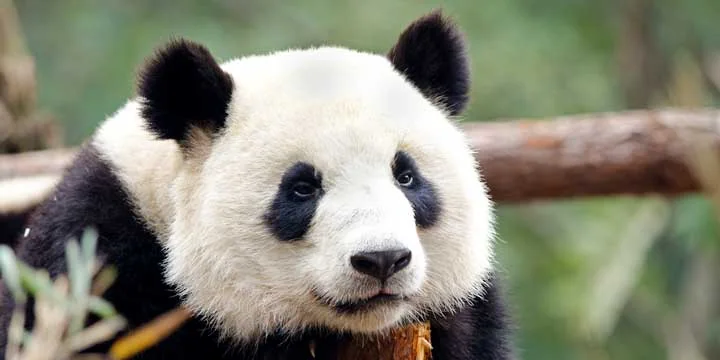 Giant pandas in Chengdu travel experience