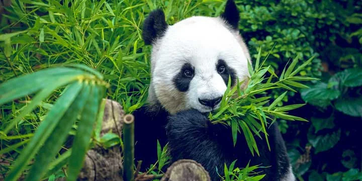 Giant pandas in Chengdu travel experience